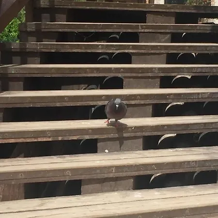 Tintoretto Vista Real *