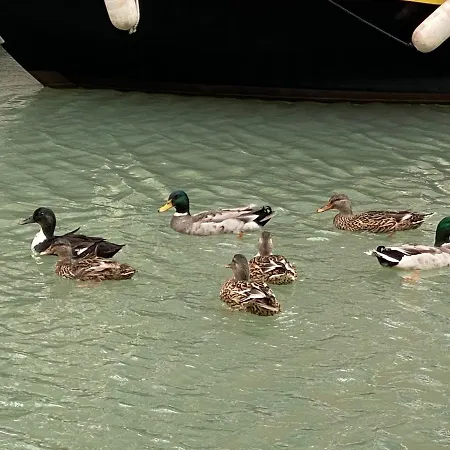 Tintoretto Vista Real Apartamento *