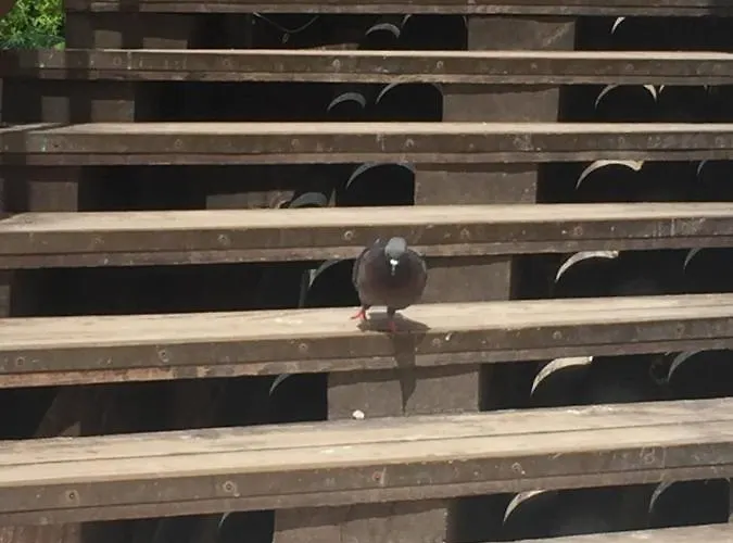 Tintoretto Vista Real *